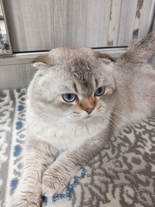 ВЯЗКА кошка самец