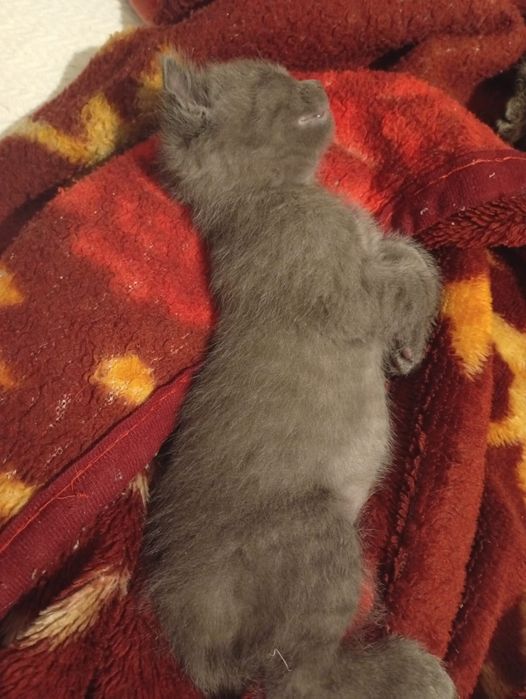 Котятка в добрые руки