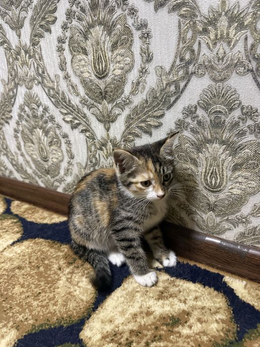 Котенек отдаем даром