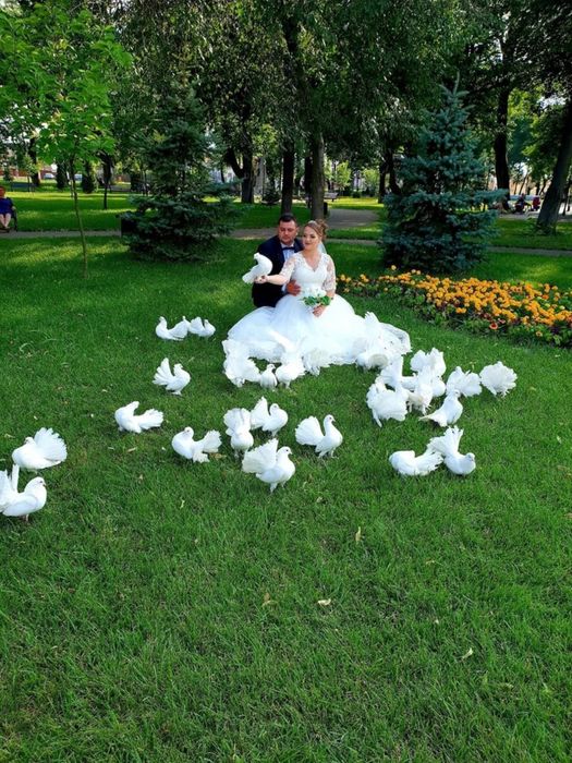 Porumbei dresati nunta