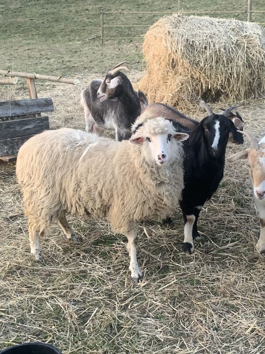 Oi si capre  de vanzare