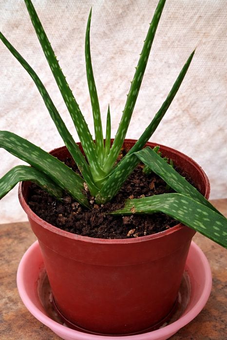 Сциндапсус, алое вера