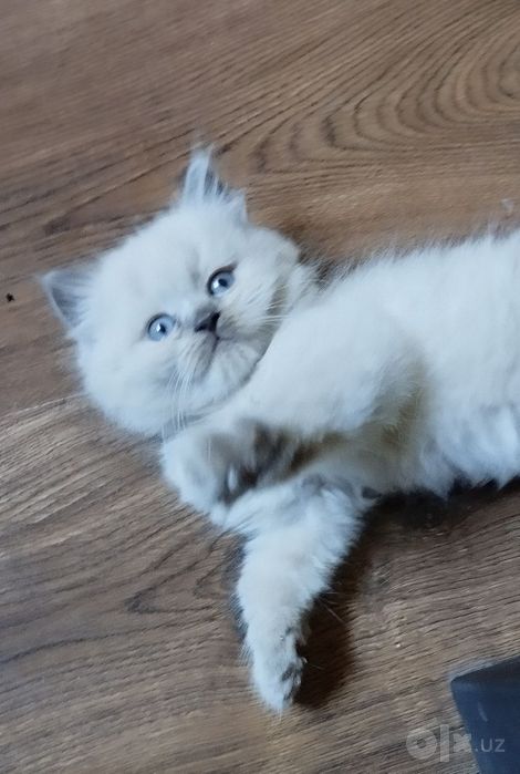 Продаётся котята балинеза