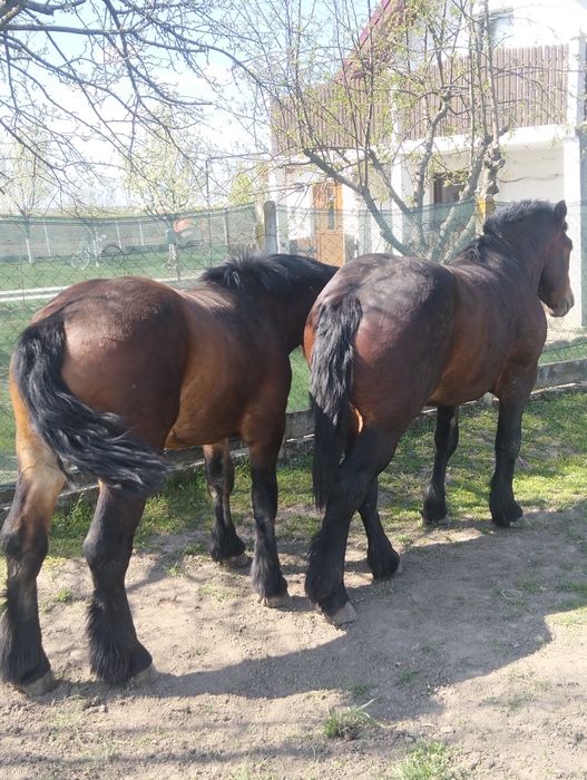 Mânji armăsari de 2 ani