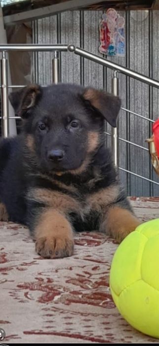 Чистокровные щенки Немецкой овчарки