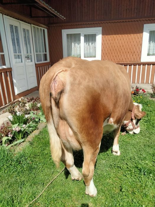 Vând vaca Baltata Românească a