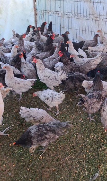 Cocosei Australorp