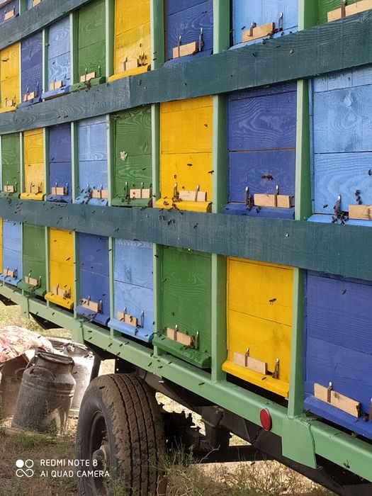 Асалари оиласи сотилади