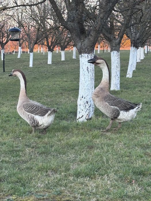 Pereche gâște africane