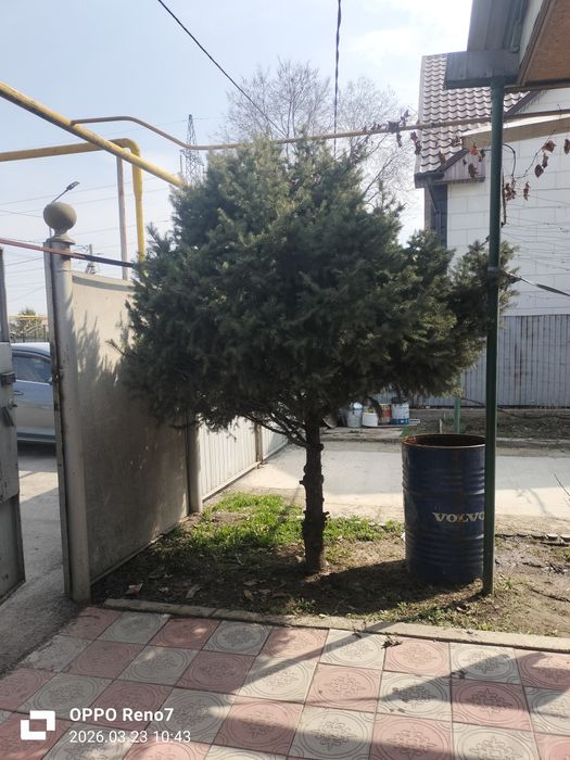 Хвойное дерево в городе