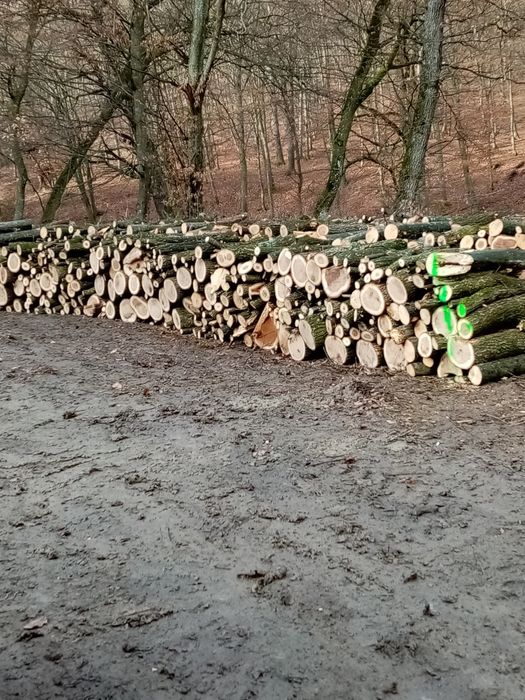 Lemne de foc esență tare