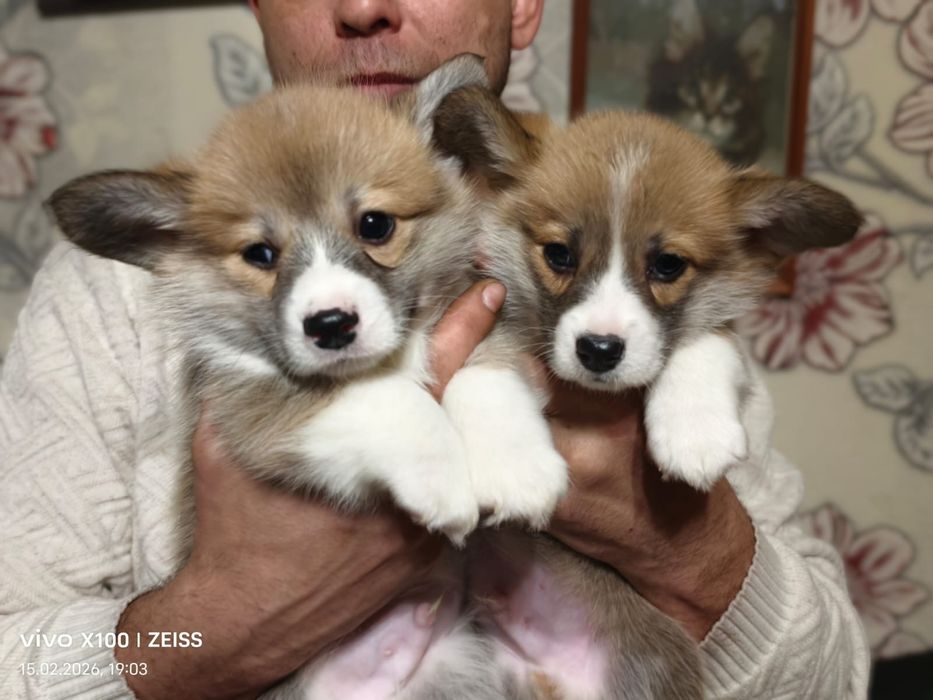 Очаровательные щенки вельш корги пемброк.