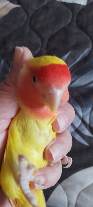 Попугаи неразлучники