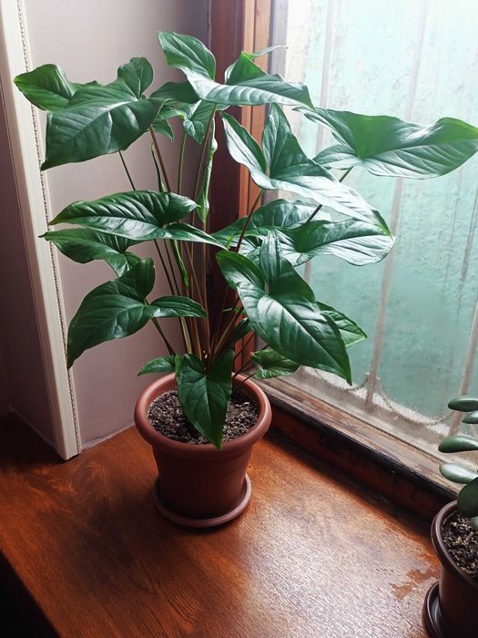 Сингониум. Комнатное растение