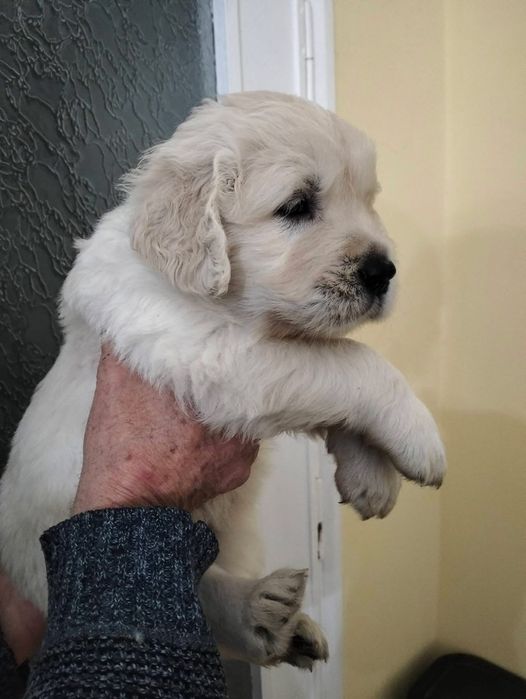 Голдън ретривър момче  и момиче родословен баща