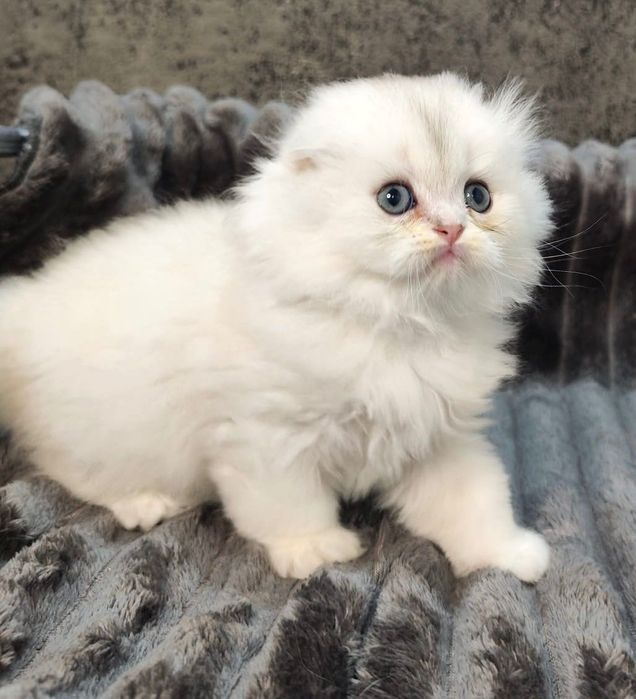 Pisoi Scottish Straight chinchilla
