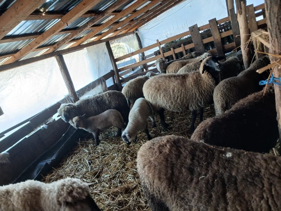 Vând 20 de oi cu 23miei !