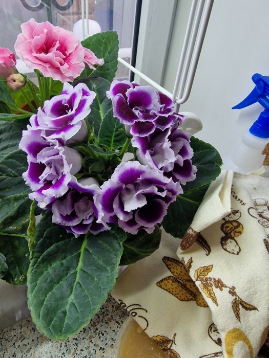 Продам цветы глоксинии