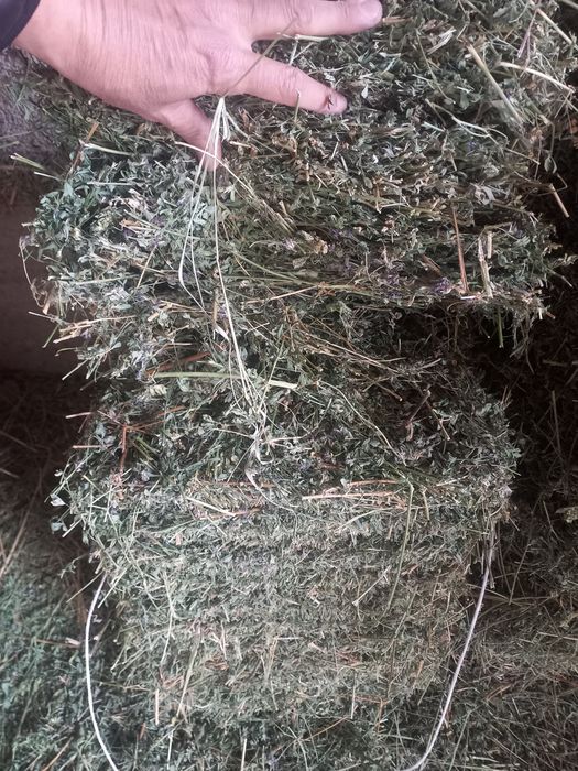 Сабан и жонышка Тассайда тур