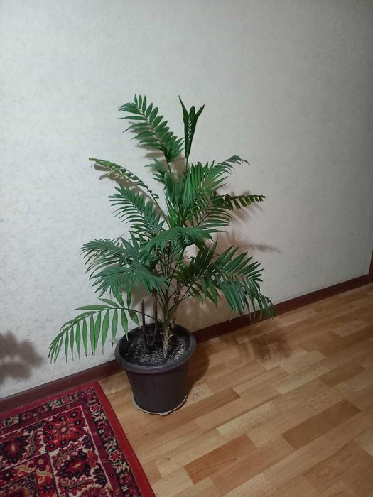 комнатный цветок