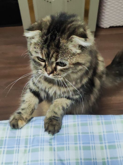 Scottish Fold zotli mushuk