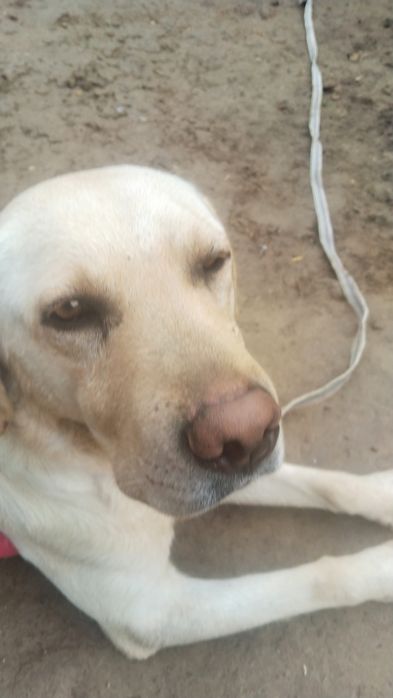Сотилади лабрадор тозаси