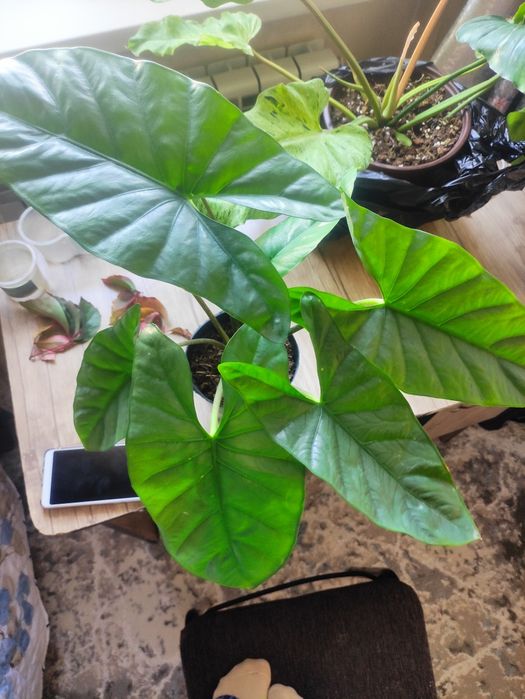 Алоказия коразон  красивый сорт