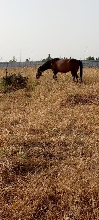 2та она бола Бия сотилади