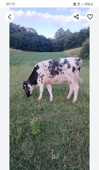 De vânzare 3juninci  belgiene