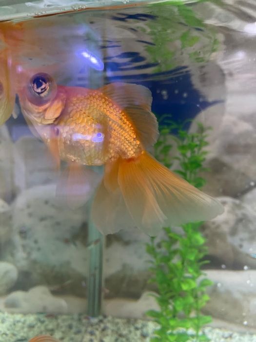 Продаются золотые рыбки телескопы