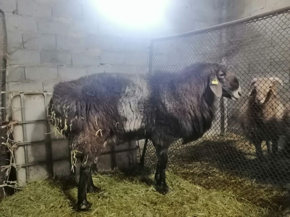 Ірі Гиссар қошқар. Асыл тұқымды 3-4 жасар