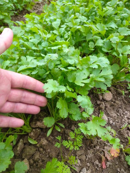 Kashnich ko‘katlari