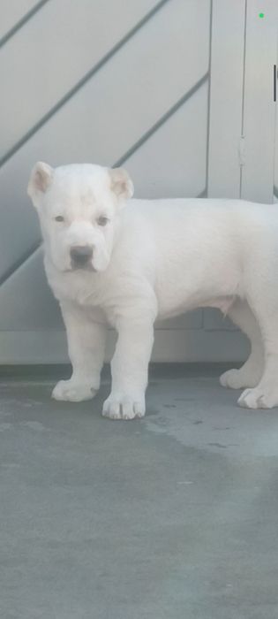 Алабай щенок кабель