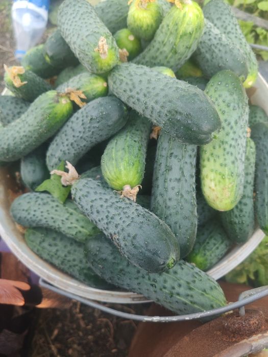Продам огурцы без ГМО И СЕЛИТРЫ