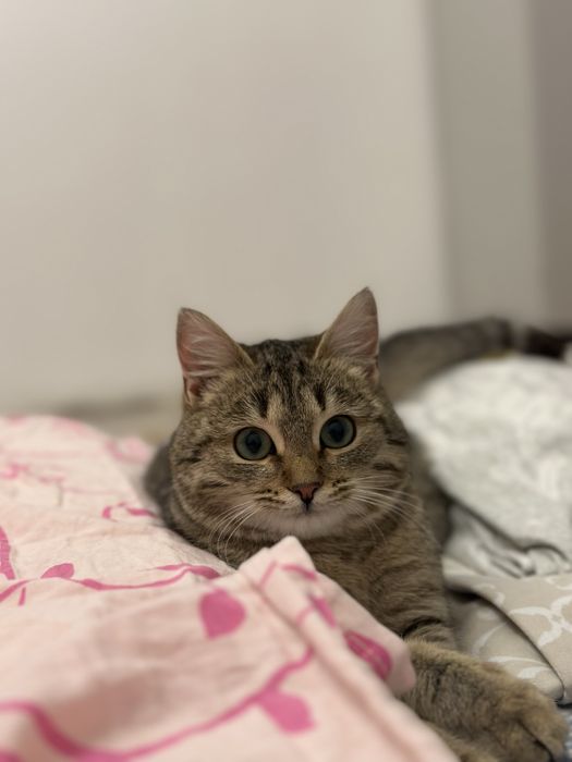 Кошка пол года девочка