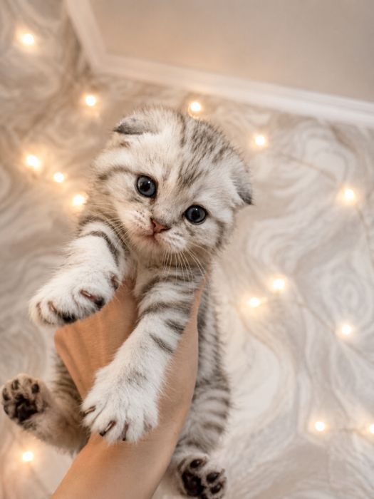 Котята скотиш фолд