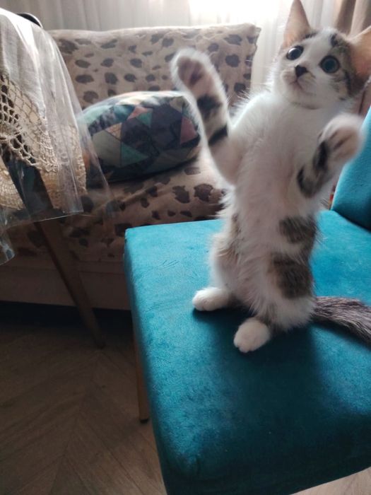 Котенок в добрве руки
