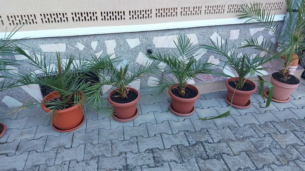 Plante de apartament
