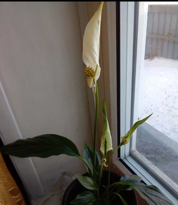 Долларовое,цикламен,женское счастье!