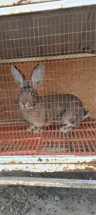 SROCHNO Quyonlar Sotiladi.