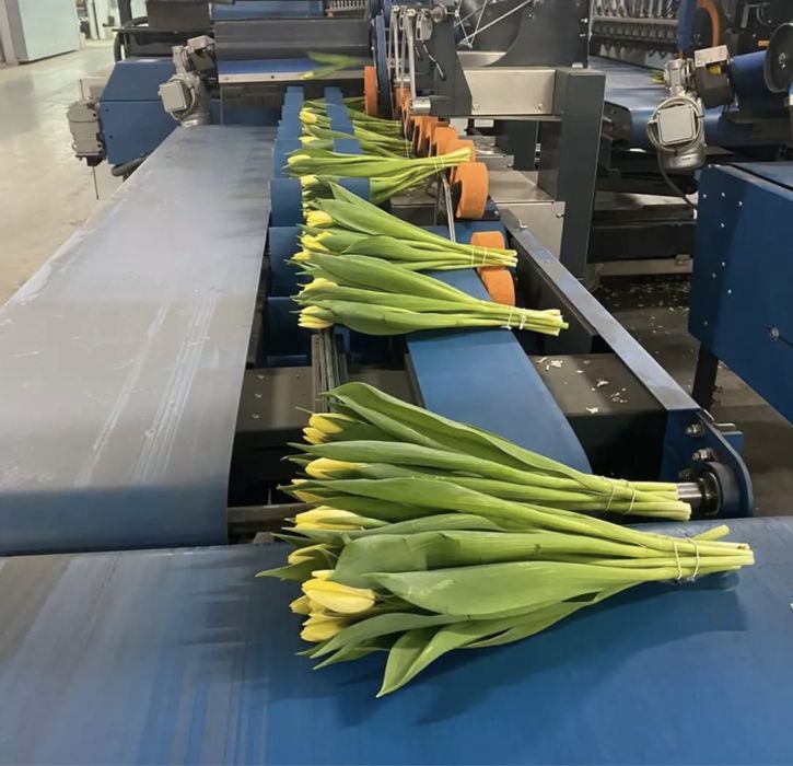 Продажа тюльпанов оптом