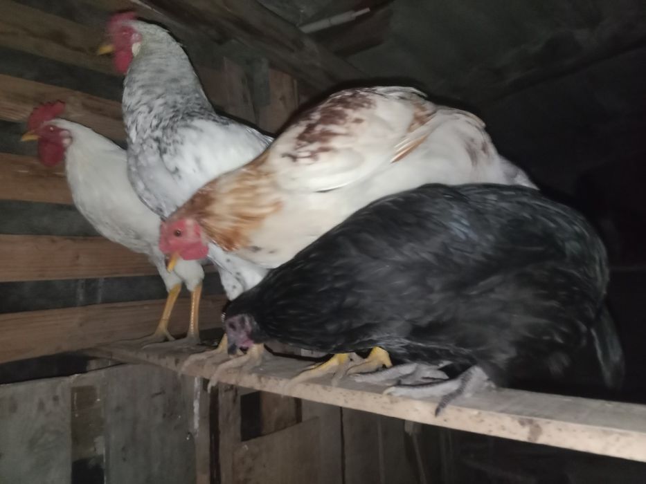 Продам две курицы породы австралоп