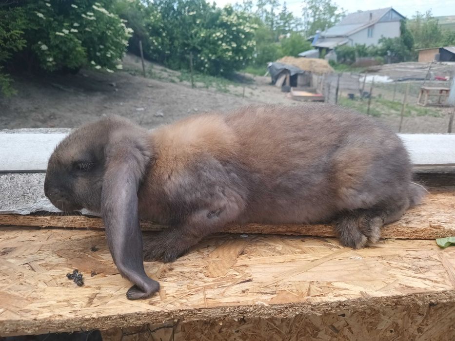 Iepurași germani