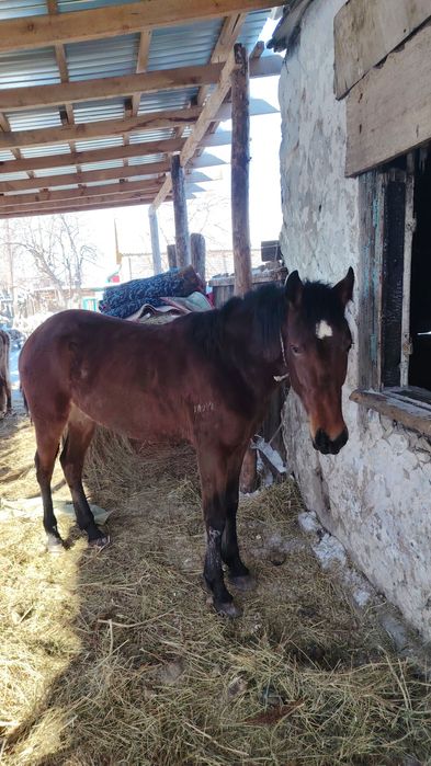 Продам кунан 3 годаш