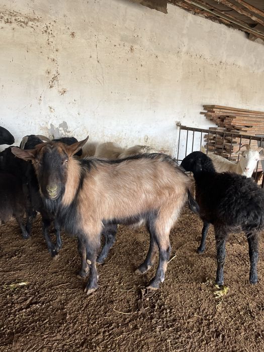 Теке сатылады арзан бағада