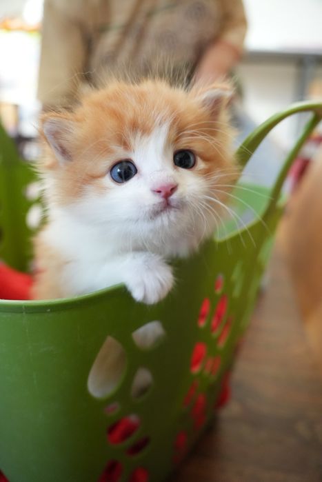 Продаем месячных котят
