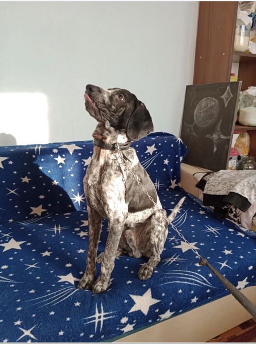 Курцхаар умный собака