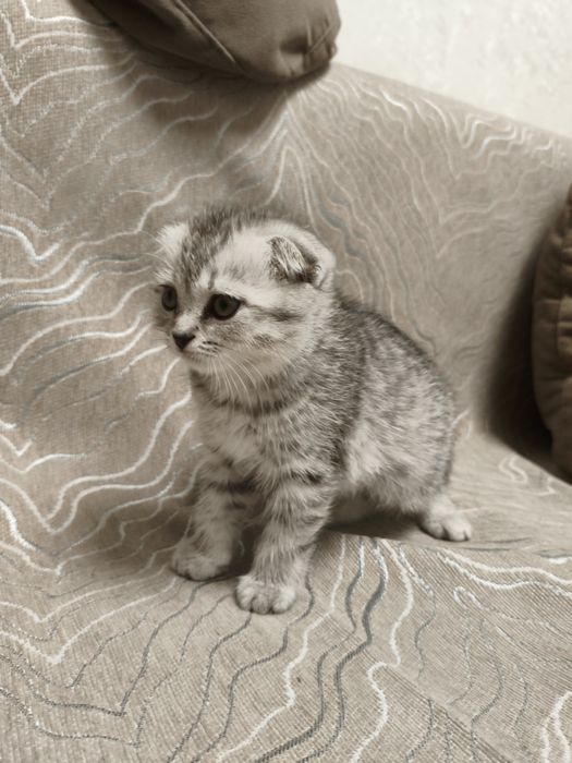 Продаю шотландски веслоуху