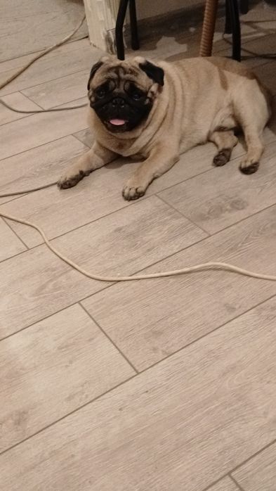 Мопс ищет невесту