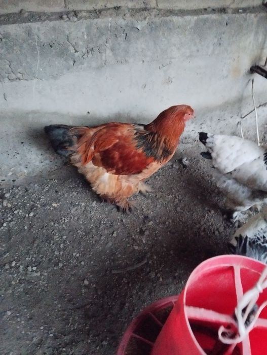 Светлый  палевый хурозла сотилади